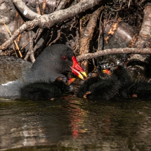 Redwell   26 05 2020   D500   Les 649.jpg